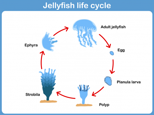 1) Males and females produce egg and sperm and release them into water column for fertilization
2) Zygote become​ planula larvae​ when fertilized and then settles into polyp stage called the ​scyphistoma​ (can live up to 2 years) 
3) then asexual​ strobilation​ gives rise to a series of genetically identical buds that become e​phyra​, juvenile jellies.
