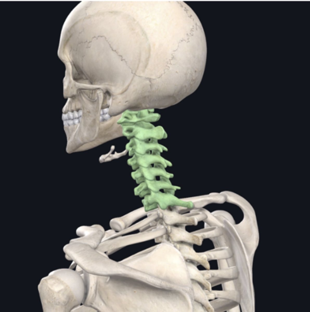 <p>identify the group of bones indicated in green</p>