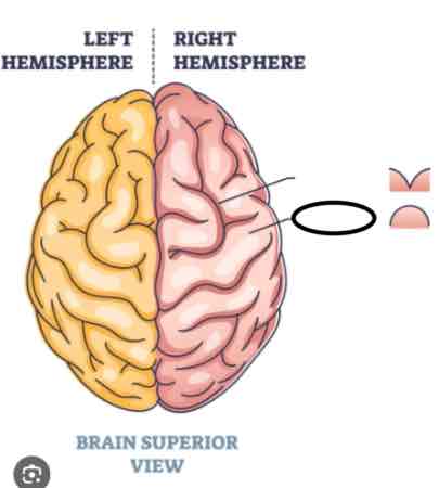 <p><strong>a ridge-like elevation found on the surface of the cerebral cortex</strong></p>