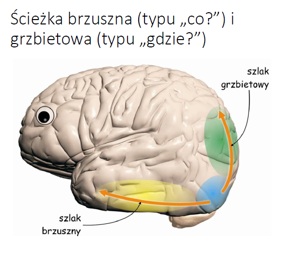 <ul><li><p>Z kory V2 wyłaniają się częściowo niezależne od siebie 2 ścieżki wzrokowe(Milner i Goodale, 2008) :</p><ul><li><p>brzuszna (ventral path) CO?</p><ul><li><p>dane z V2 i z centralnych części siatkówek oczu za pośrednictwem ścieżek drobno- i płytkokomórkowej są przekazywane w kierunku płata skroniowego i stanowią podstawę identyfikacji i rozpoznawania przedmiotów (min. kształt, barwa)</p></li></ul></li><li><p>grzbietowa (dorsal path) GDZIE?</p><ul><li><p>dane płynące po szlaku wielkokomórkowym (czyli z peryferyjnych części siatkówek oczu) są przekazywane w kierunku płata ciemieniowego i stanowią podstawę lokalizacji przedmiotów</p></li><li><p>pozwala na kontrolowanie własnych działań podejmowanych w danej przestrzeni (Goodale i Milner, 1992) - agnozja wzrokowa D.F - zachowana umiejetnosc poslugiwania sie przedmiotami</p></li></ul></li></ul></li></ul>