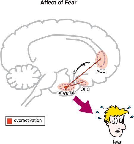 <ul><li><p><span style="color: blue;"><strong>amygdala</strong></span></p></li><li><p><span style="color: purple;"><strong>anterior cingulate cortex (ACC)</strong></span></p></li><li><p><span style="color: green;"><strong>orbitofrontal cortex (OFC).</strong></span></p></li></ul><p></p>