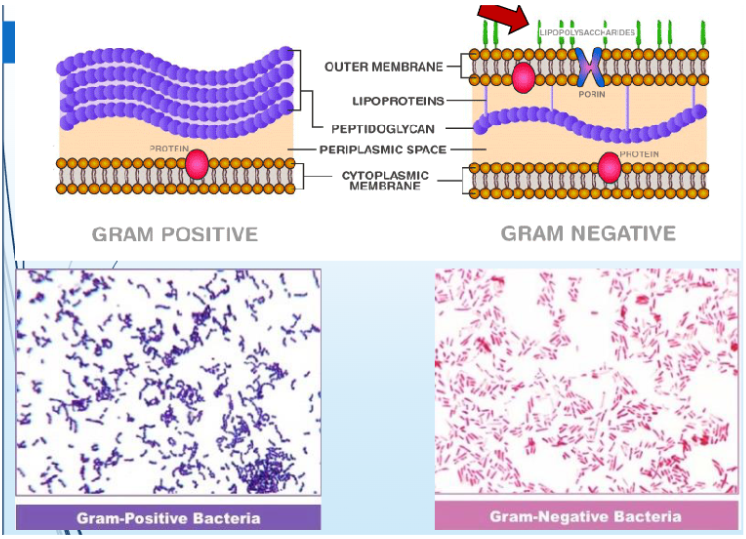 <ul><li><p>impacted by peptidoglycans</p></li><li><p>crystal violet penetrates cell and stains peptidoglycan layer(s), decolorizer is added to stained cells</p></li><li><p>stain remains purple on gram-positive (thick peptidoglycan layer): exotoxins</p></li><li><p>stain becomes pink on gram-negative (thin peptidoglycan layer): endotoxins</p></li></ul><p></p>