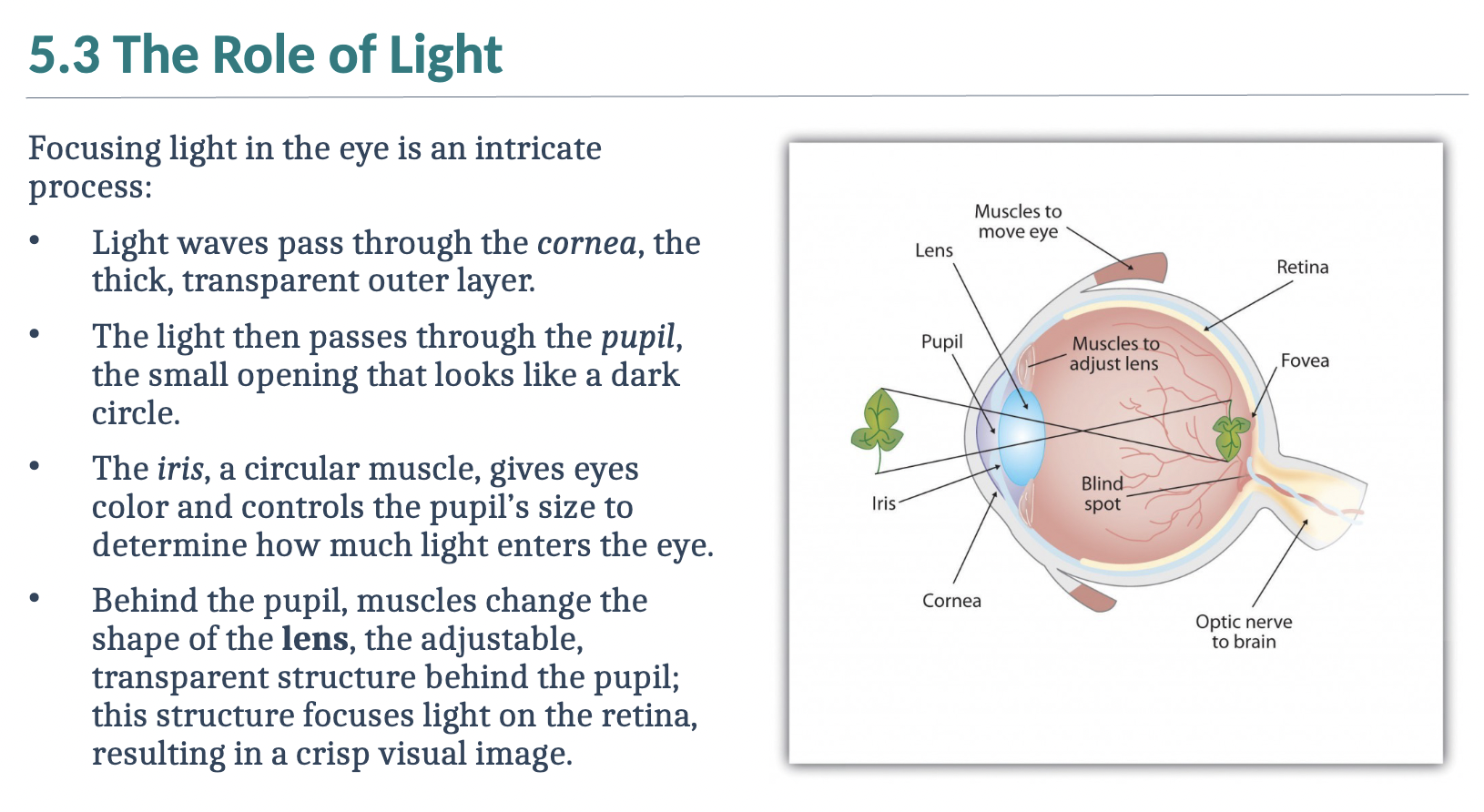 <p>Review the role of light</p>