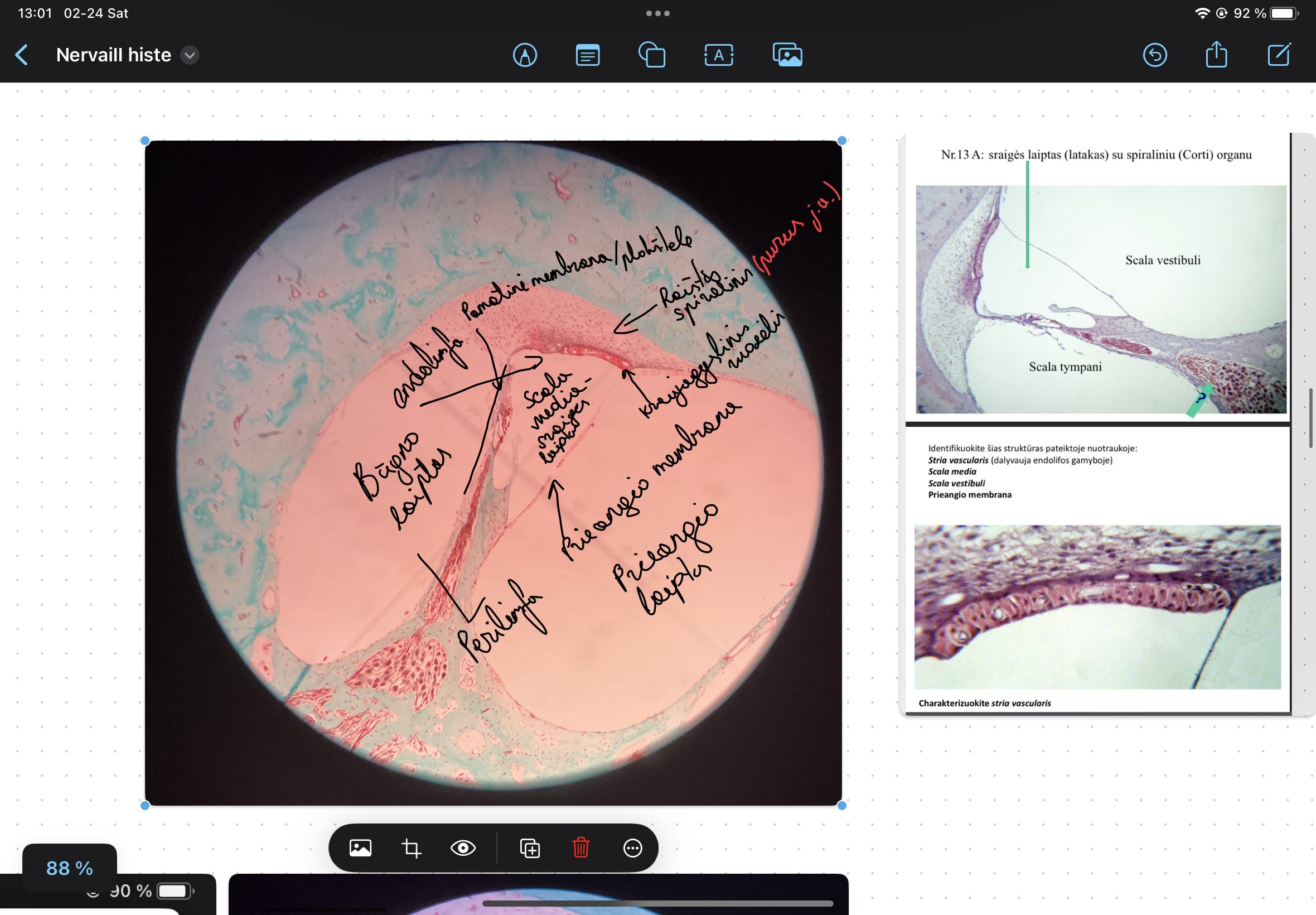 knowt flashcard image