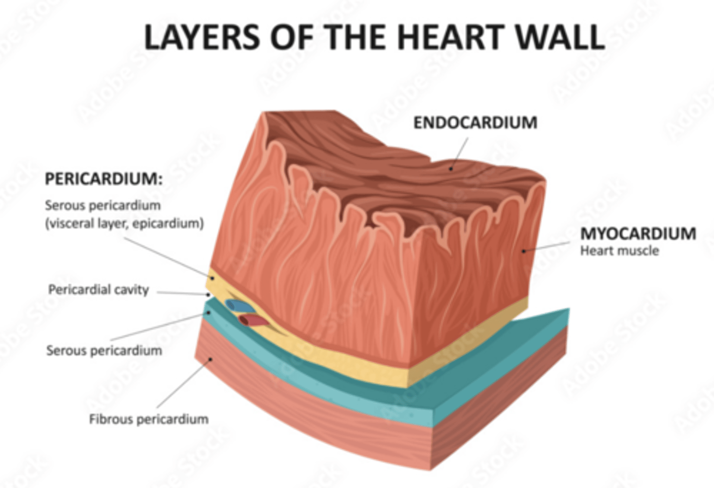 <p>left : superficial, middle and deep</p><p>right : superficial and deep</p><p>REMEMBER LEFT IS THICKER DUE TO THE HIGH PRESSURE OF THE AORTA</p>