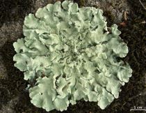 <p>What type of lichen is this?</p>