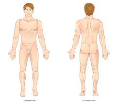 <p>The standard position of the body used as a reference point, standing upright with arms at the sides and palms facing forward.</p>
