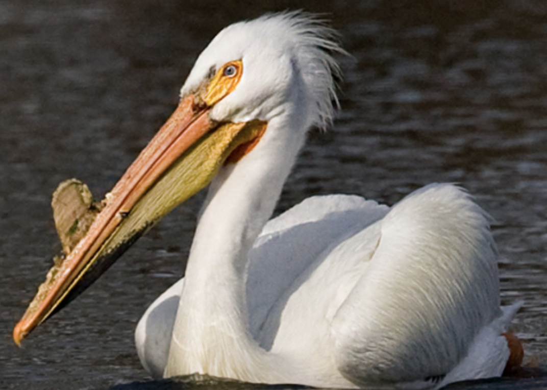 <p>bird?</p>