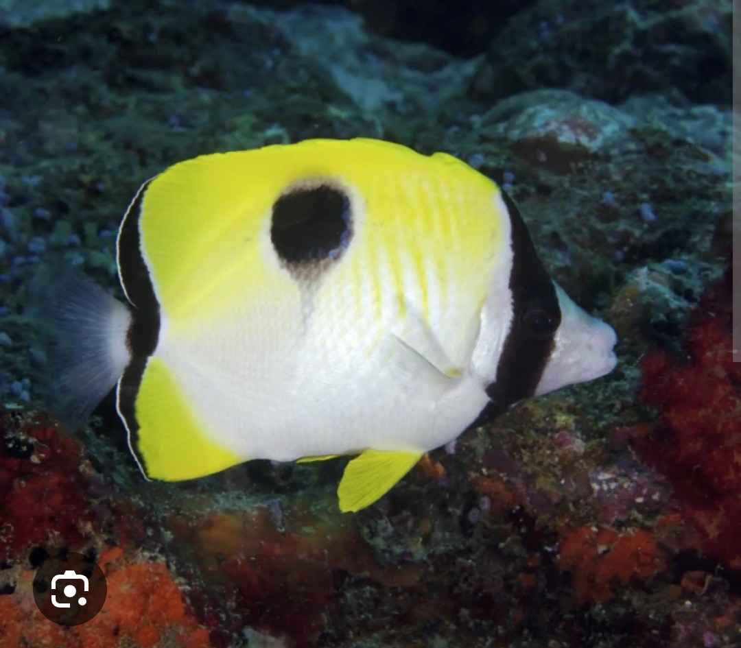 <p>Chaetodontidae family</p><p class="has-focus">Diet consists of coral polyp tissue, algae, supplemented with nudibranchs, as well as tubeworm tentacles and fish eggs.</p><p class="has-focus is-empty">Black tear drop on upper part of body, white belly to yellow back, black bar behind eye</p>