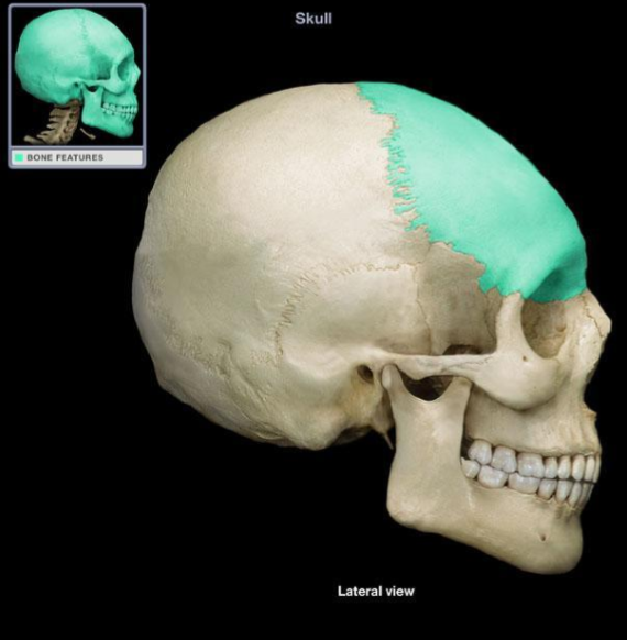 <p>What bone is highlighted?</p>