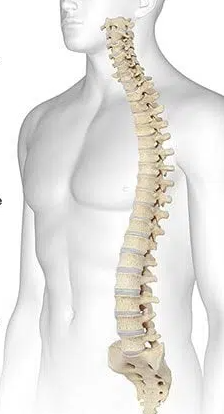 <p>What bone is this?</p>