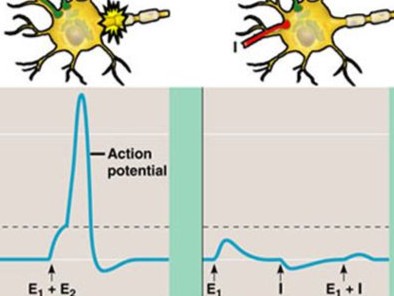 <p>What is Spatial Summation? </p>