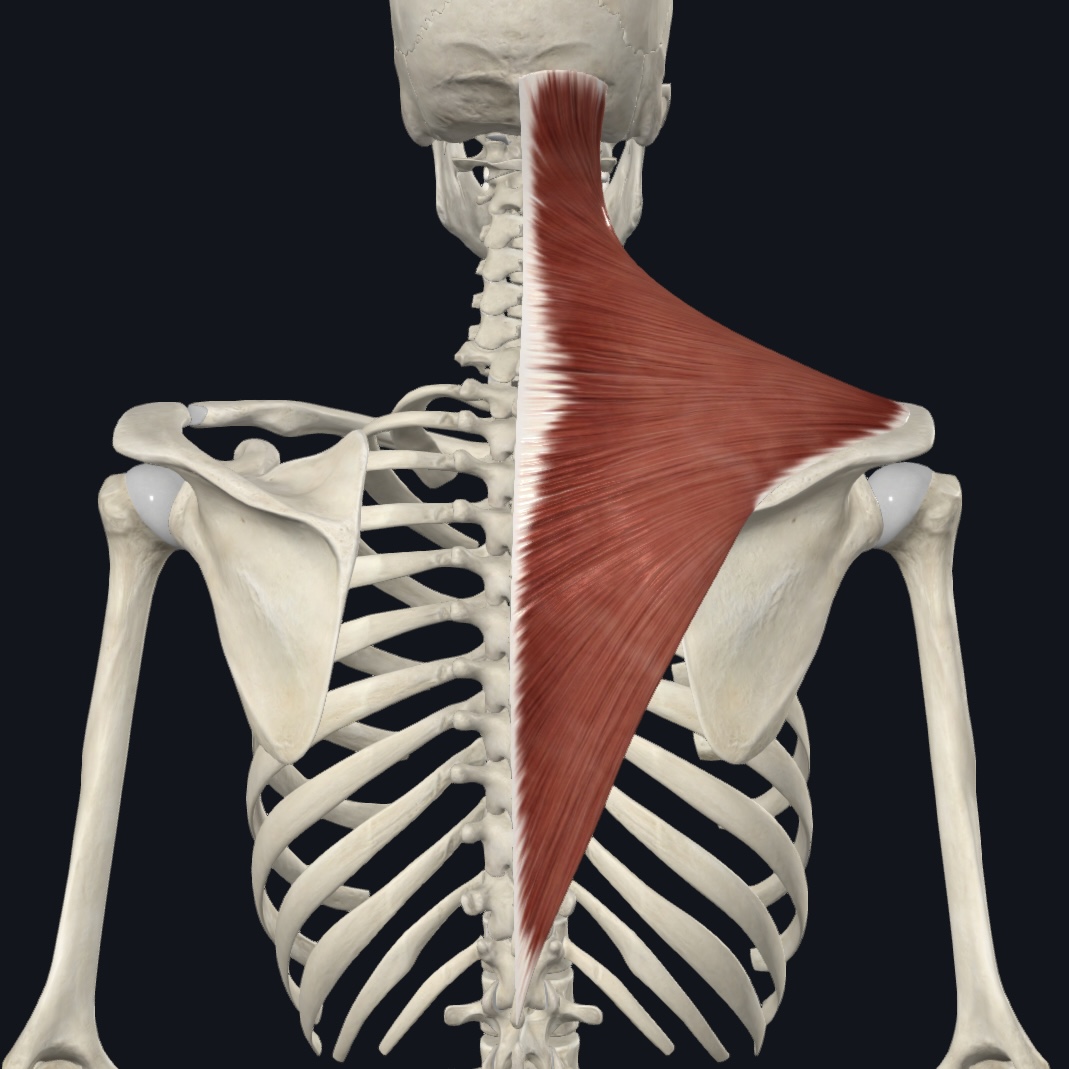 <p>Distal clavicle; acromion + spine of scapula</p>