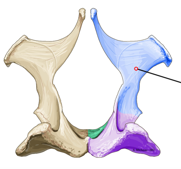<p>Wing-shaped cranial part of pelvis; forms sacroiliac joint dorsally.</p>