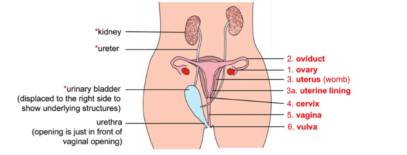 <p>Function of cervix?</p>