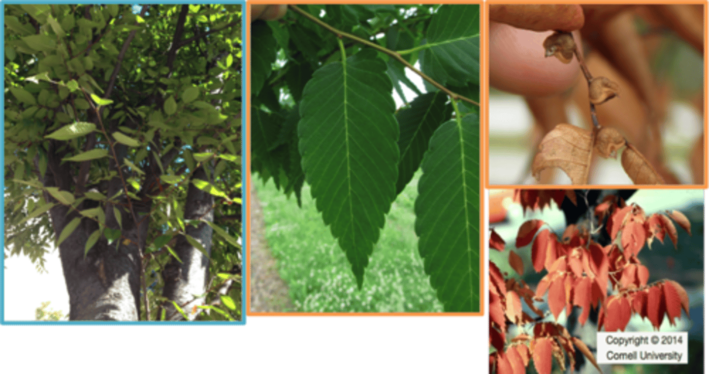 <p>Japanese zelkova</p><p>Family: Ulmaceae</p><p>- coctail glass shaped tree</p>