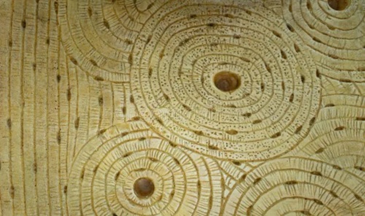 <p>Matrix between all of the bone structures</p>