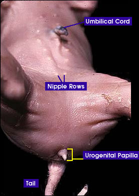 Supplies the developing fetus with nutrients/oxygen and removes waste product
