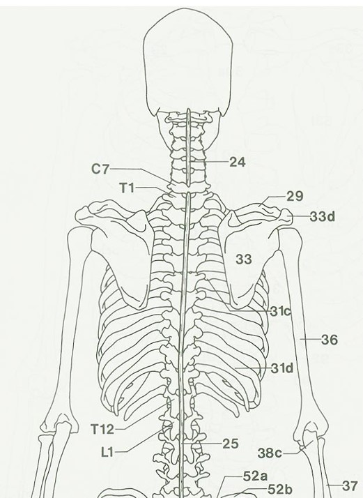 <p>The Joints of the Shoulder Complex:</p>