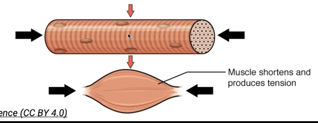 <p>Cross-bridge cycling causes the overall length of the muscle to shorten.</p>