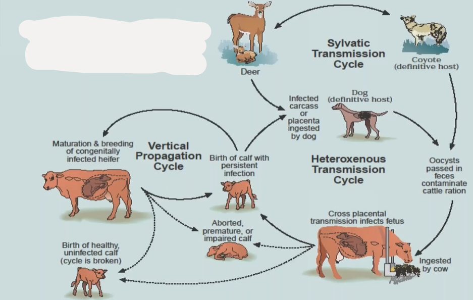 <p>This is the life cycle of?</p>