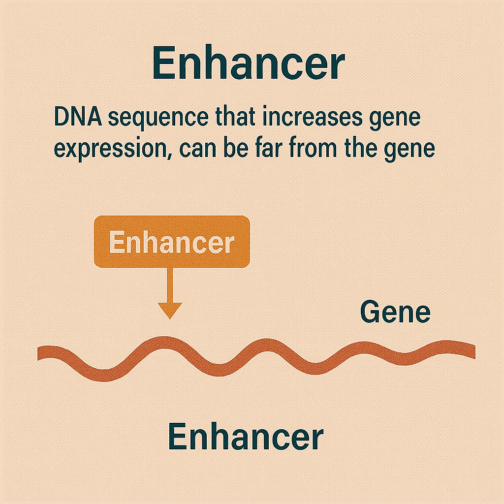 <p>Enhancer</p>