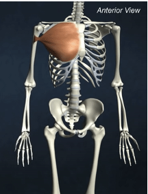 <p>INSERTION of pectoralis major</p>