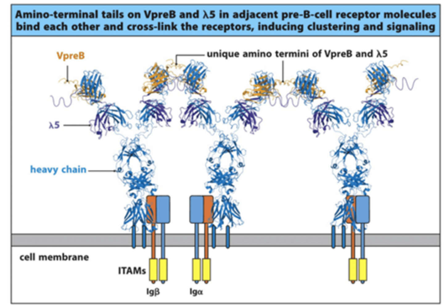 <p>- Form surrogate light chain and bind to the heavy chain of the BCR</p><p>- VpreB and lambda5 of one surrogate light chain will bind to the adjacent surrogate ligth chain when multiple BCR heavy chains are being expressed on the surface</p><p>--&gt; This forms cross-links between the different BCRs and forms a complex</p><p>--&gt; This drives a signal down through the Igbeta and Igalpha through ITAMs (Immunoreceptor Tyrosine-based Activation Motifs) to stop heavy chain rearrangement and start light chain rearrangement</p>