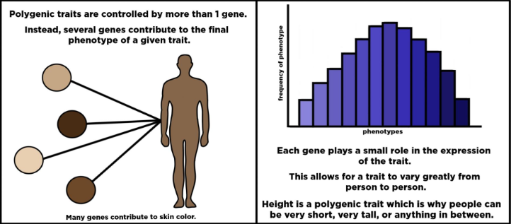 <p>a trait controlled by two or more genes</p>