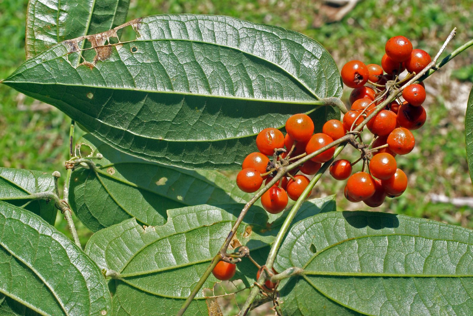 <p>What are the identifying features of the Smilacaceae family?</p>