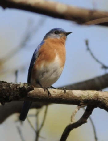 <p>what is this bird </p>