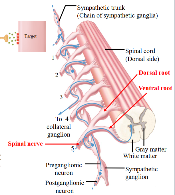 <ul><li><p>Have a special anatomical arrangement; lined into a chain pattern running parallel to the spinal cord on each side.</p></li><li><p>One of paired chains of interconnected sympathetic ganglia that lie on either side of the vertebral column.</p></li><li><p>Also called the paravertebral ganglion.</p></li></ul><p></p>