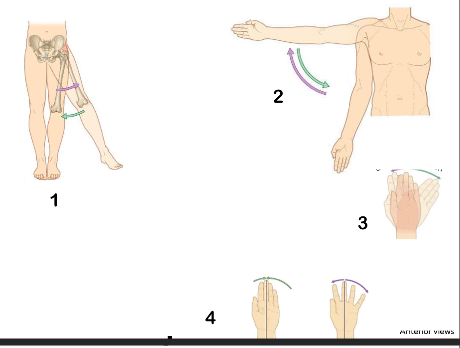 <p>identify the frontal plane movement, and the reference point for each image</p>