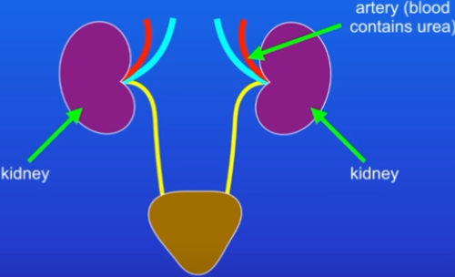 <ol><li><p>Blood containing urea enters the kidney (x2) through an artery.</p></li><li><p>Kidney removes urea, excess ions/water.</p></li><li><p>These leave the kidney as urine - stored in the bladder.</p></li><li><p>Blood leaves the kidney through a vein = blood contains no urea.</p></li><li><p>Homeostasis has been carried out by removing all urea</p></li></ol>
