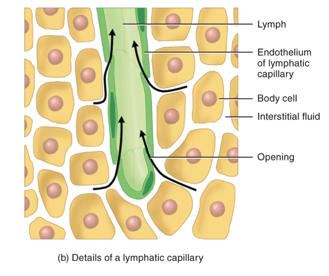 <p>endothelial cells of lymphatic capillary</p>