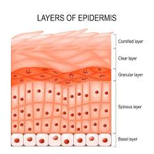 <p>epidermis</p>