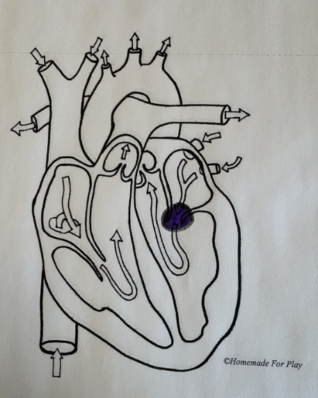 <ul><li><p>Between the left atrium and left ventricle</p></li></ul><p></p>