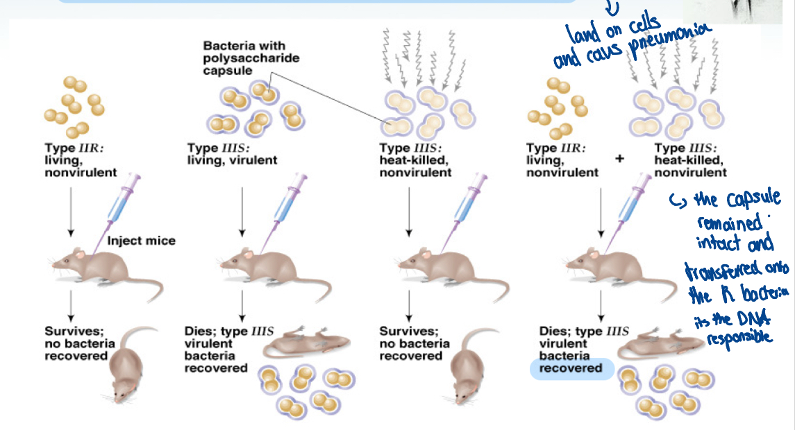 <ul><li><p>performed experiment on rats and 2 strains of bacteria that cause pneumonia</p></li><li><p>Type R (rough) = non-encapsulated, avirulent, relatively harmless</p></li><li><p>Type S (smooth) = encapsulated, virulent, severe pneumonia</p></li><li><p>When injecting mice with Type R, it survived and no bacteria was recovered</p></li><li><p>When injecting mice with encapsulated Type S, the mice died and virulent bacteria was recovered</p></li><li><p>When heat killed encapsulated Type S was injected, the mice lived and no bacteria was recovered</p></li><li><p>When mice was injected with Type R and heat killed Type S, mice died and bac tria was recovered</p></li><li><p>This means that the capsule remained intact and transferred onto the R bacteria</p></li><li><p><strong>Conclusion: DNA (not RNA) is the transforming agent</strong></p></li></ul><p></p>