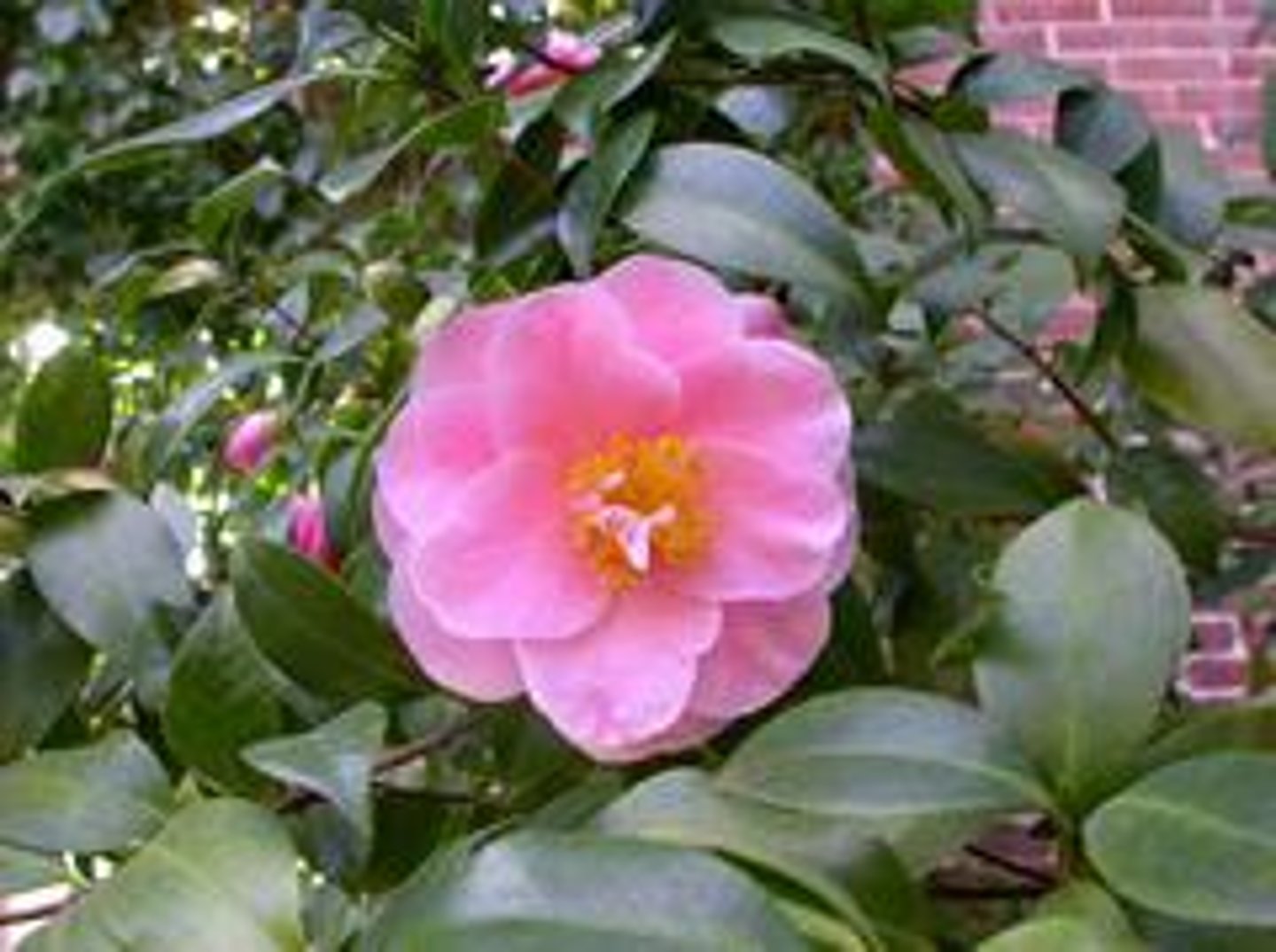 <p>Japanese Camellia</p>