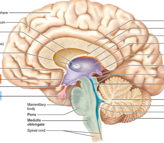 <p>Cerebral aqueduct</p>