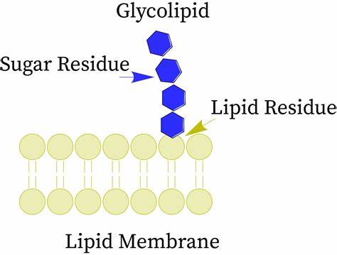 <p>They have multiple roles like protecting and lubricating the cell membrane, anchorage and cell movement, cell specificity and recognition.</p>