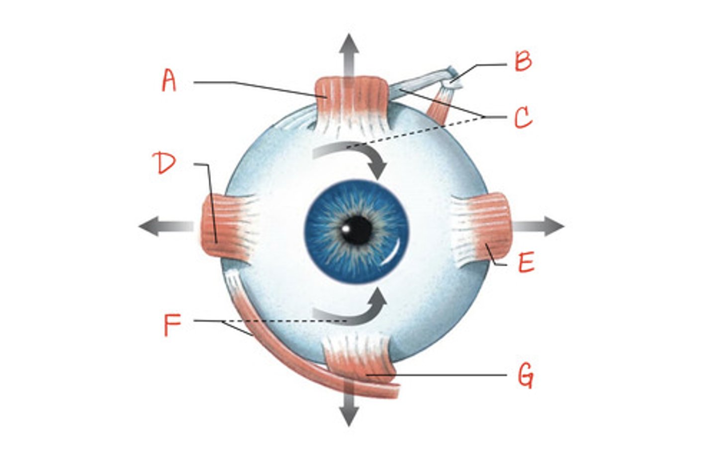 <p>What is the structure indicated by C?</p>