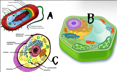 <p>Label cell A</p>