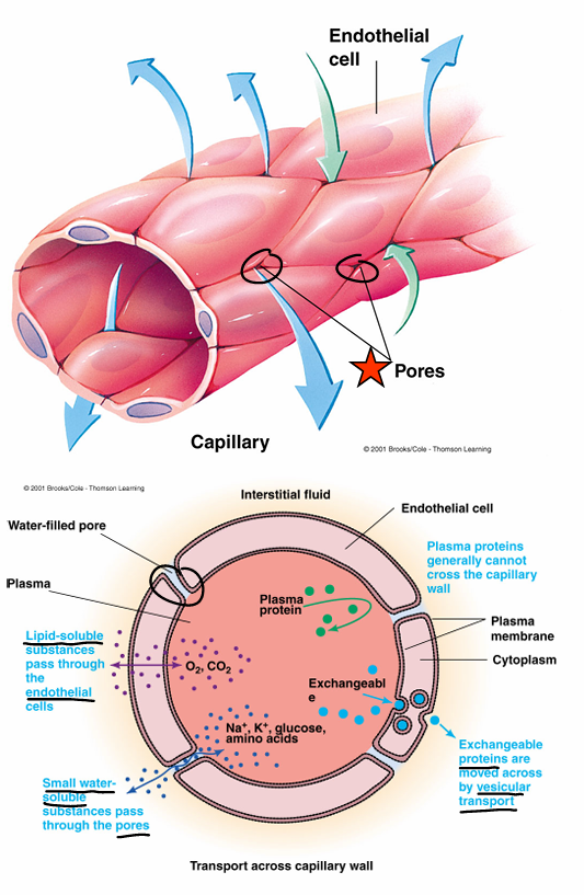 <ul><li><p>small water-soluble substances(na+, k+, glucose) exchanged b/n plasma and interstitial fluid by passing through water-filled pores </p></li><li><p>lipid-soluble substances (O2, CO2) are exchanged across capillary wall by passing through endothelial cells </p></li><li><p>proteins move across capillary wall by vesicles </p></li></ul><p></p>