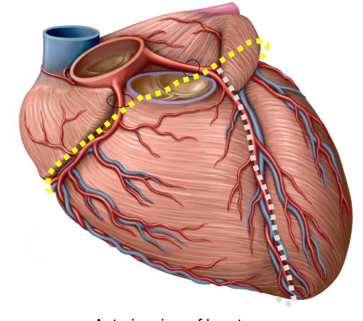 <p>What structure is identified by the grey line?</p>