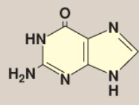<p>Name this base.</p>