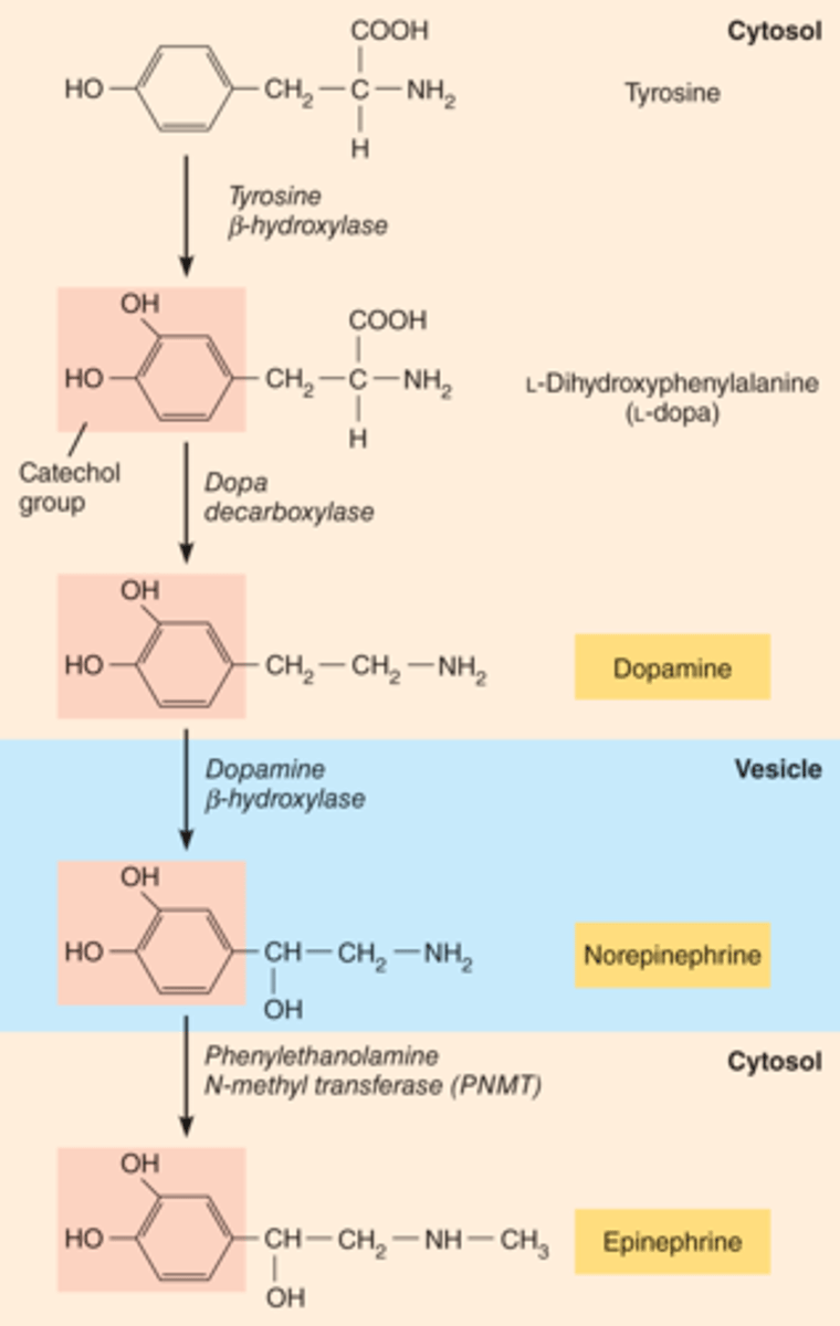 <p>-Are derived from Amino acids (AA)</p><p>-Are synthesized in the cytosol ( are created by enzymatic reactions)</p><p>-Are stored in vesicles until they are needed; then are released via exocytosis.</p><p>-Examples or Amines are: catecholamines: which are Norepinephrine (neurotransmitter), Epinephrine(hormone), Dopamine (neurotransmitter), Serotonin (neurotransmitter).</p>