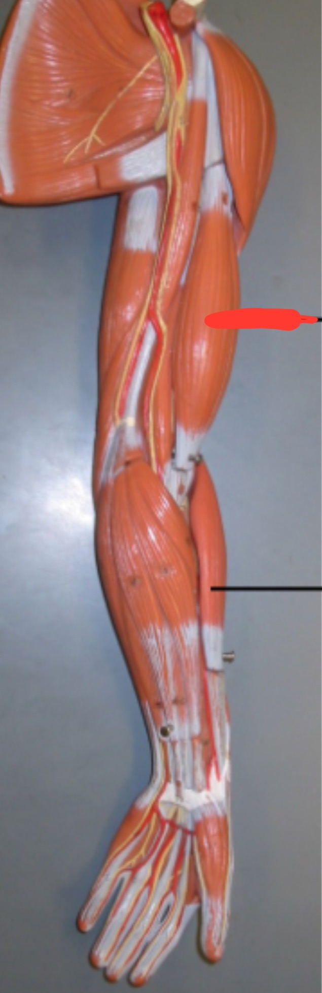 term image