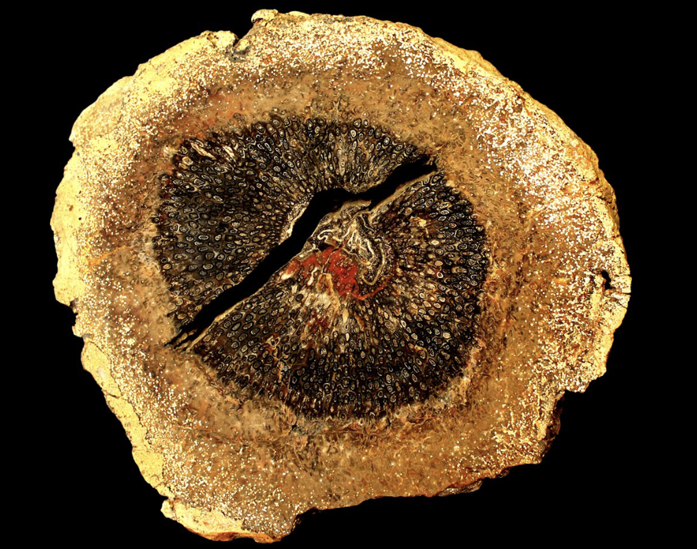 <p>Involves the occurrence of both lithification and permineralization </p>