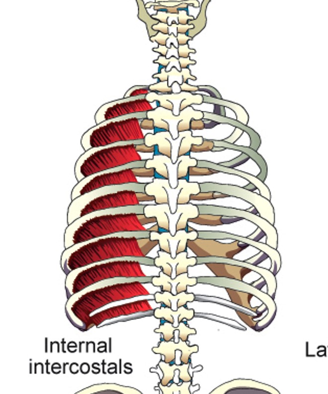 <p>Internal Intercostals (Intercartilagenous portion)</p>